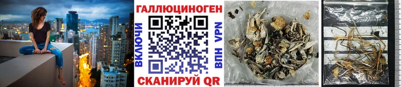 Купить  Называевск  Галлюциногенные грибы Psilocybe 